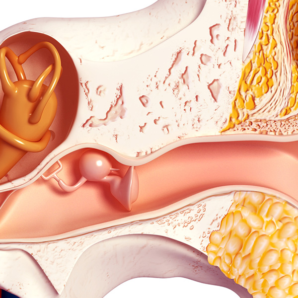 Ear.jpg